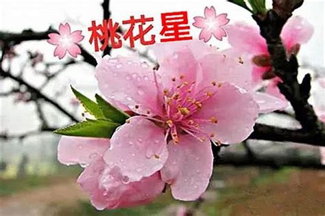 桃花旺|八字命理之《桃花旺的八字特点》